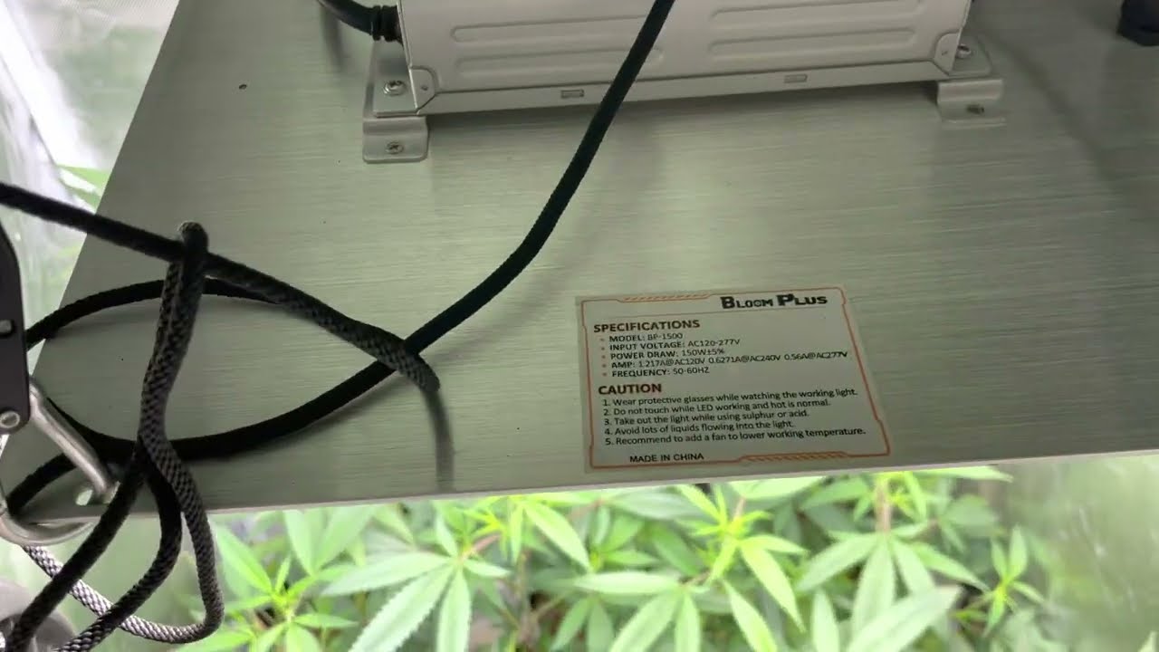 14 Plants Under a 150w Light???? #bloomplus #organicgrow #seaofgreen