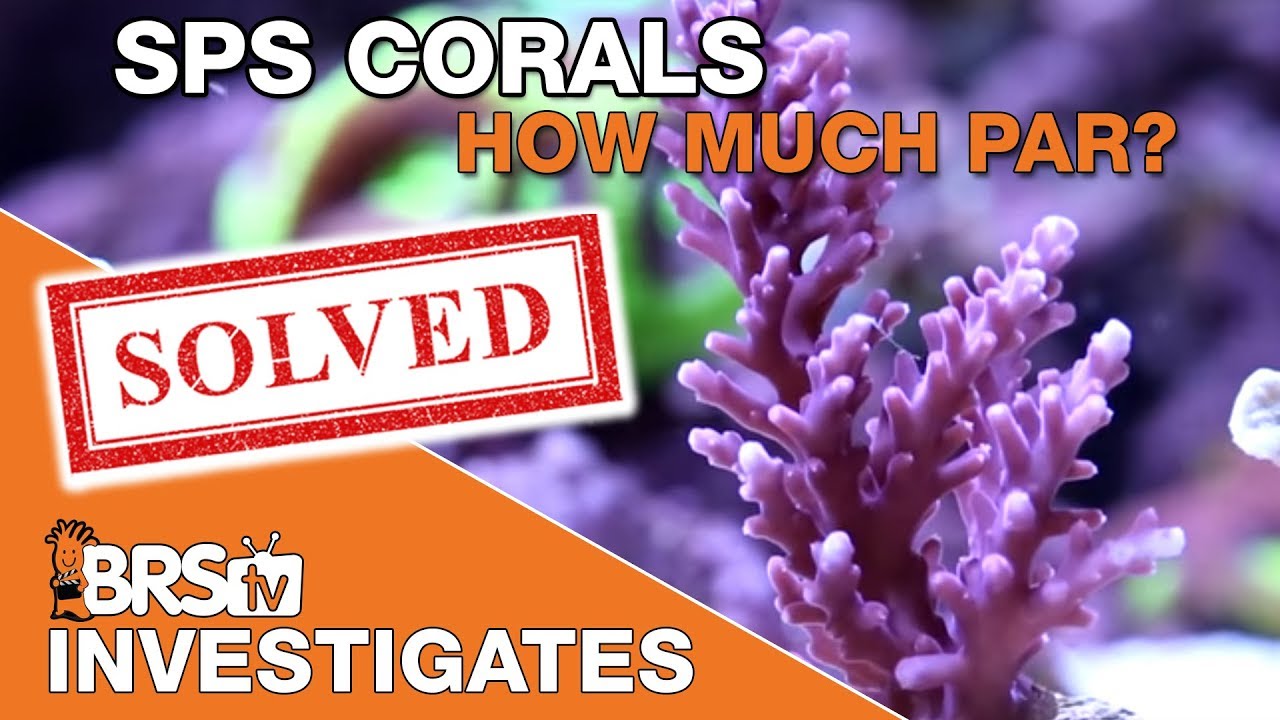 What's the best PAR for SPS corals? | BRStv Investigates
