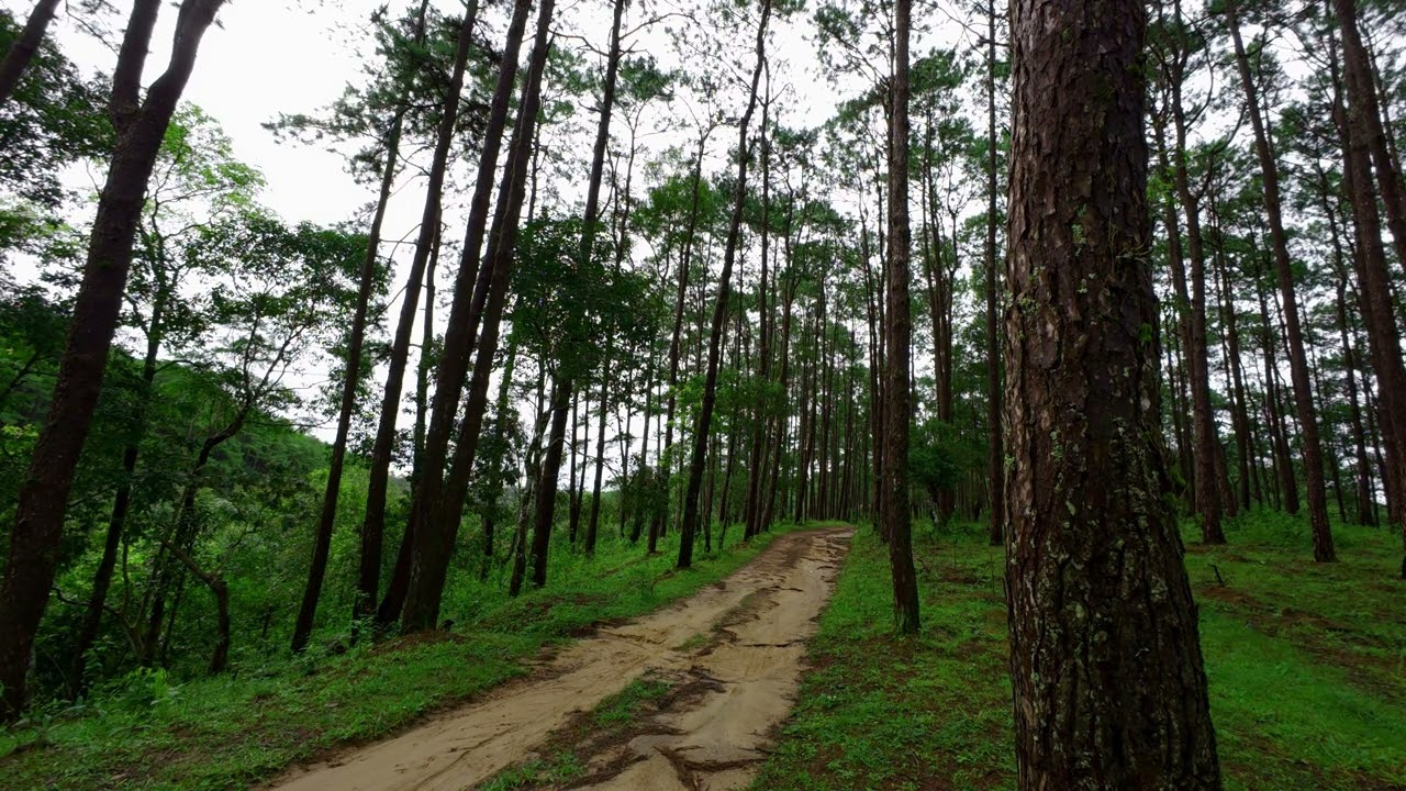 Sandweg im tiefen Kiefernwald &ndash; Doi Bo Luang | Morgenruhe, Vogelstimmen & Wind (8 h, ohne Musik)