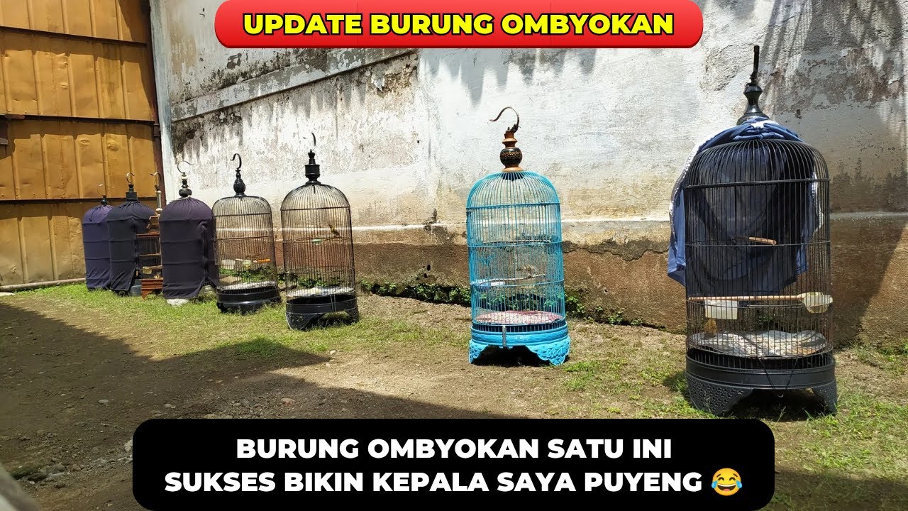 RAWAT BURUNG INI WAJIB SEDIA BODREX❗INILAH SALAH SATU BURUNG OMBYOKAN PALING SULIT BUNYI❗