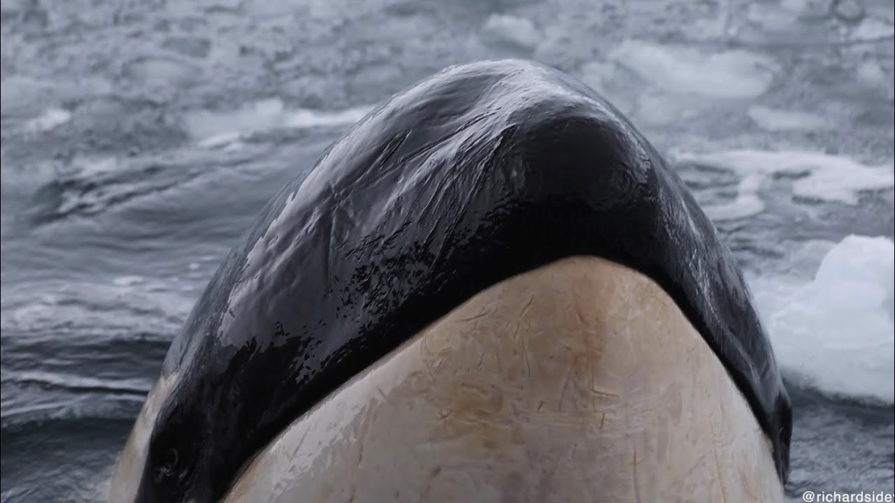 &ldquo;Clever Girl&rdquo; - Orca surprises from behind our boat.