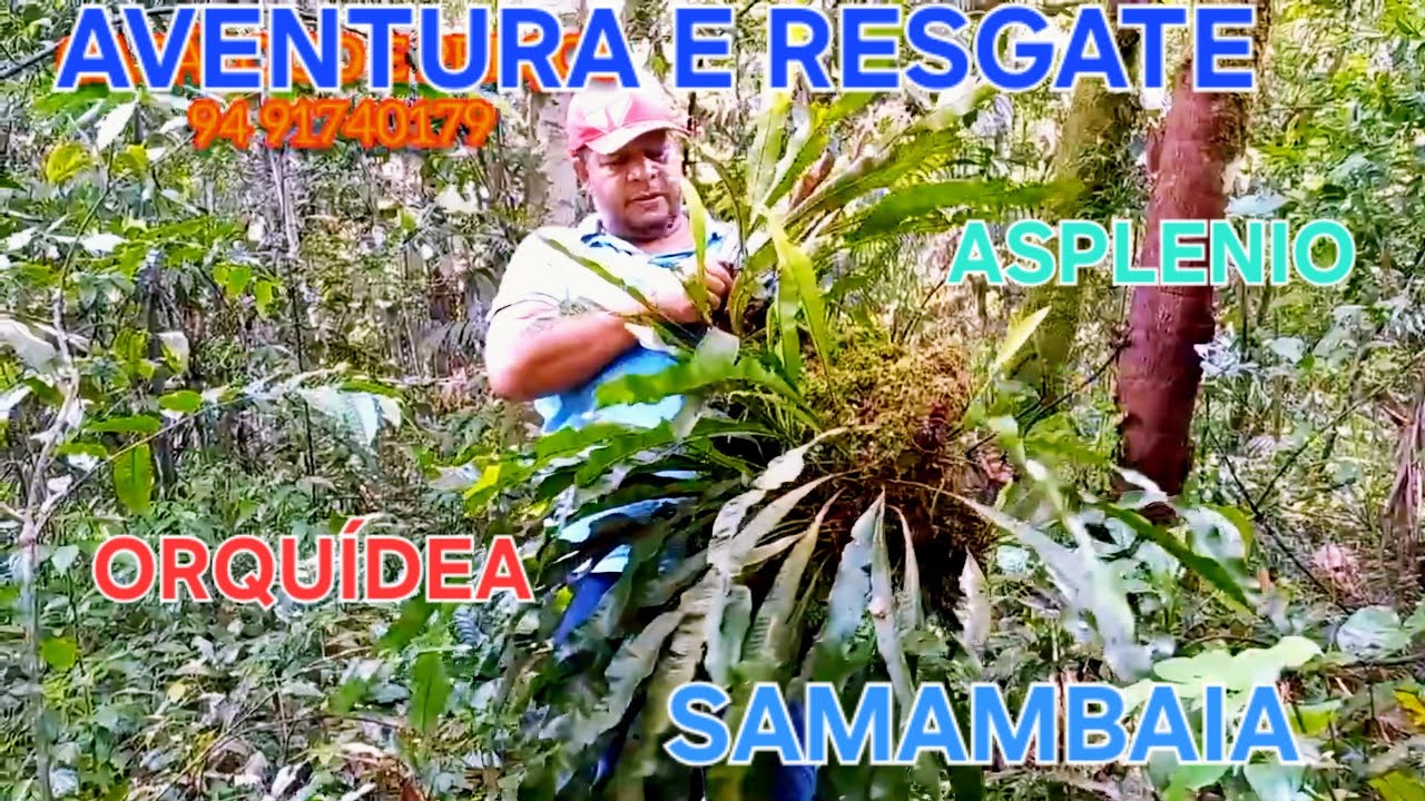 Aventura e resgate de plantas  asplenio samambaia orquídea 