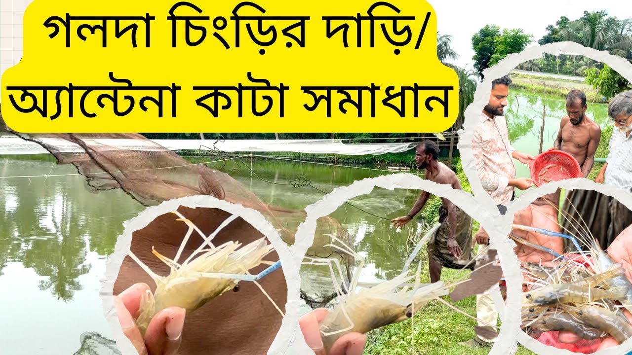 গলদা চিংড়ির দাড়ি/ অ্যান্টেনা কাটা সমাধান.... 