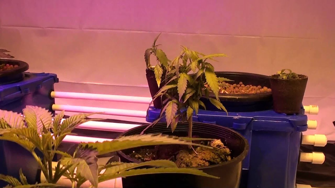 Bud-North-indoor-veg-phase2.MTS