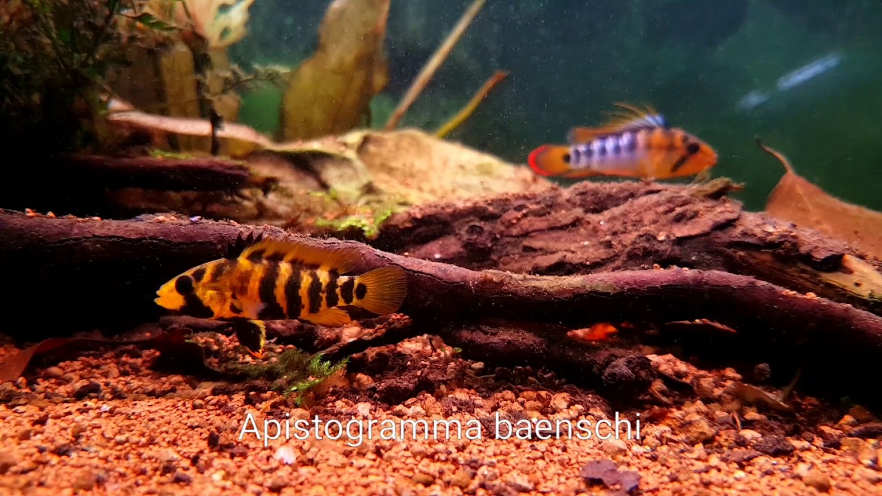 Apistogramma baenschi mit Brut - Shrimp-Visions