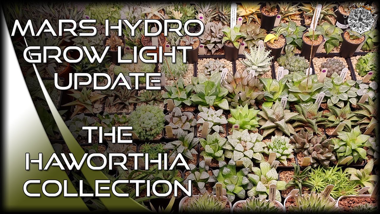 Mars Hydro TS1000 / FC-E3000 Grow Light Update | Haworthia Plants | #Cactus & #Succulent Collection
