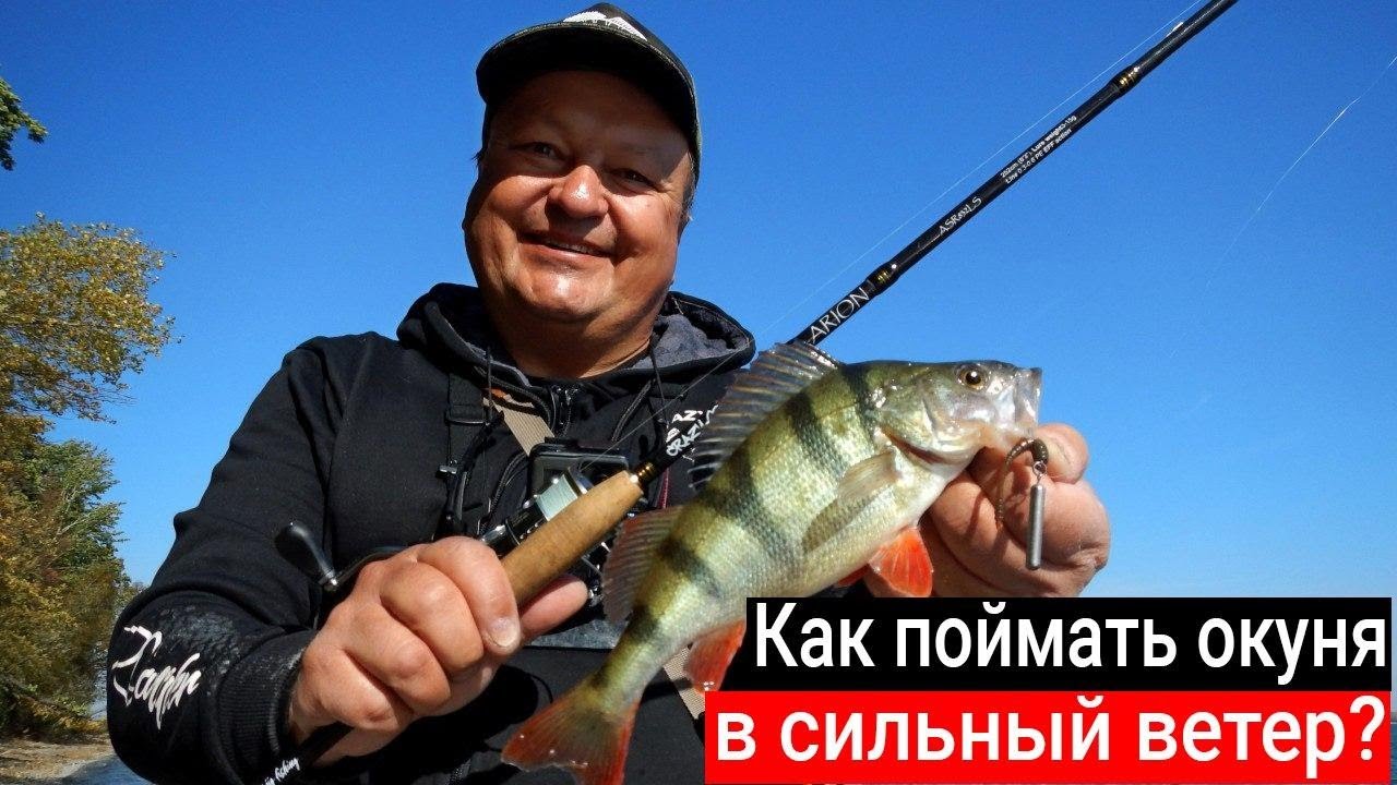 Как поймать много окуней осенью в сильный ветер на спиннинг с берега? Рыбалка с CF Arion 832 LS