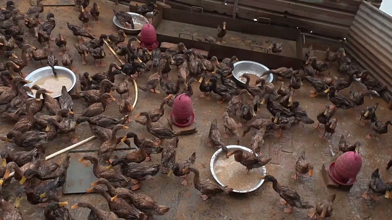 Duck farm | huge duck in small place | দেশি পাতি হাঁসের খামার