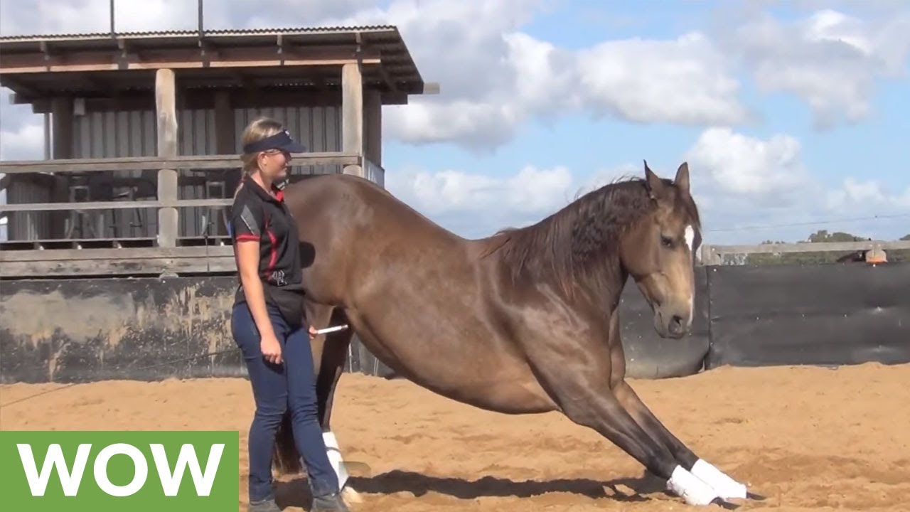 Smart horse displays array of tricks