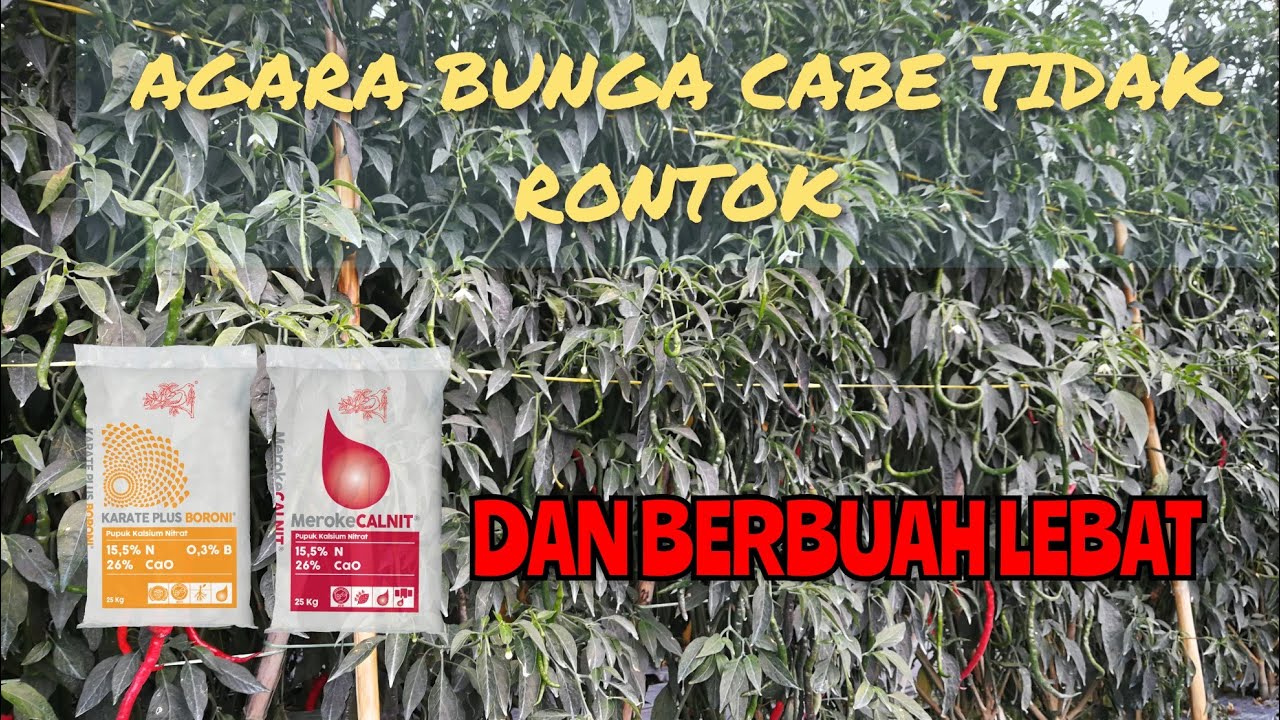 CARA MENGATASI BUNGA CABE RONTOK ❗❗ DENGAN PUPUK KARATEPLUS BORONI DAN MEROKECALNIT