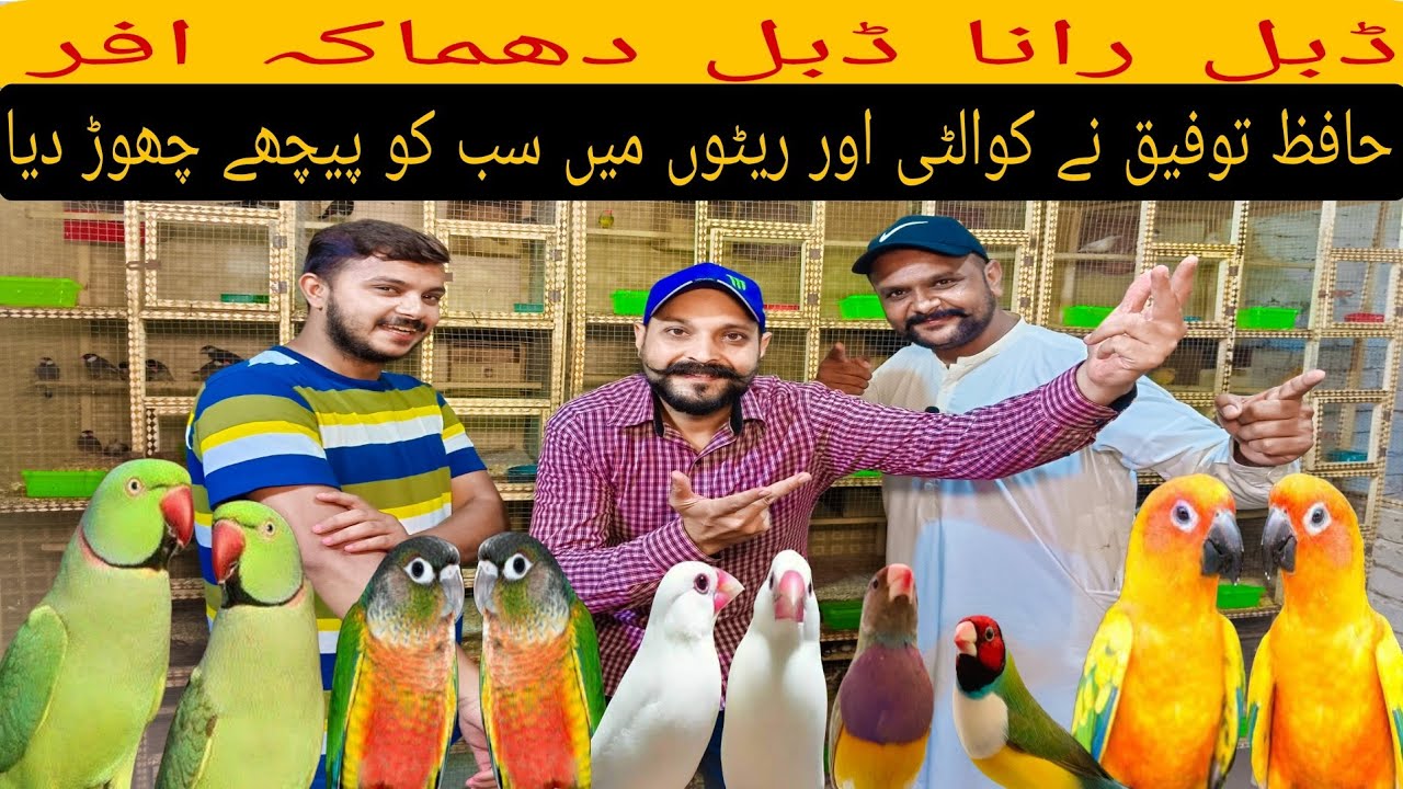 حافظ توفیق نے دھماکہ دار کوالٹی اور ریٹ دے کر کمال کر دیا ایسے ریٹ کوئی نہیں دے گا @Ranapets