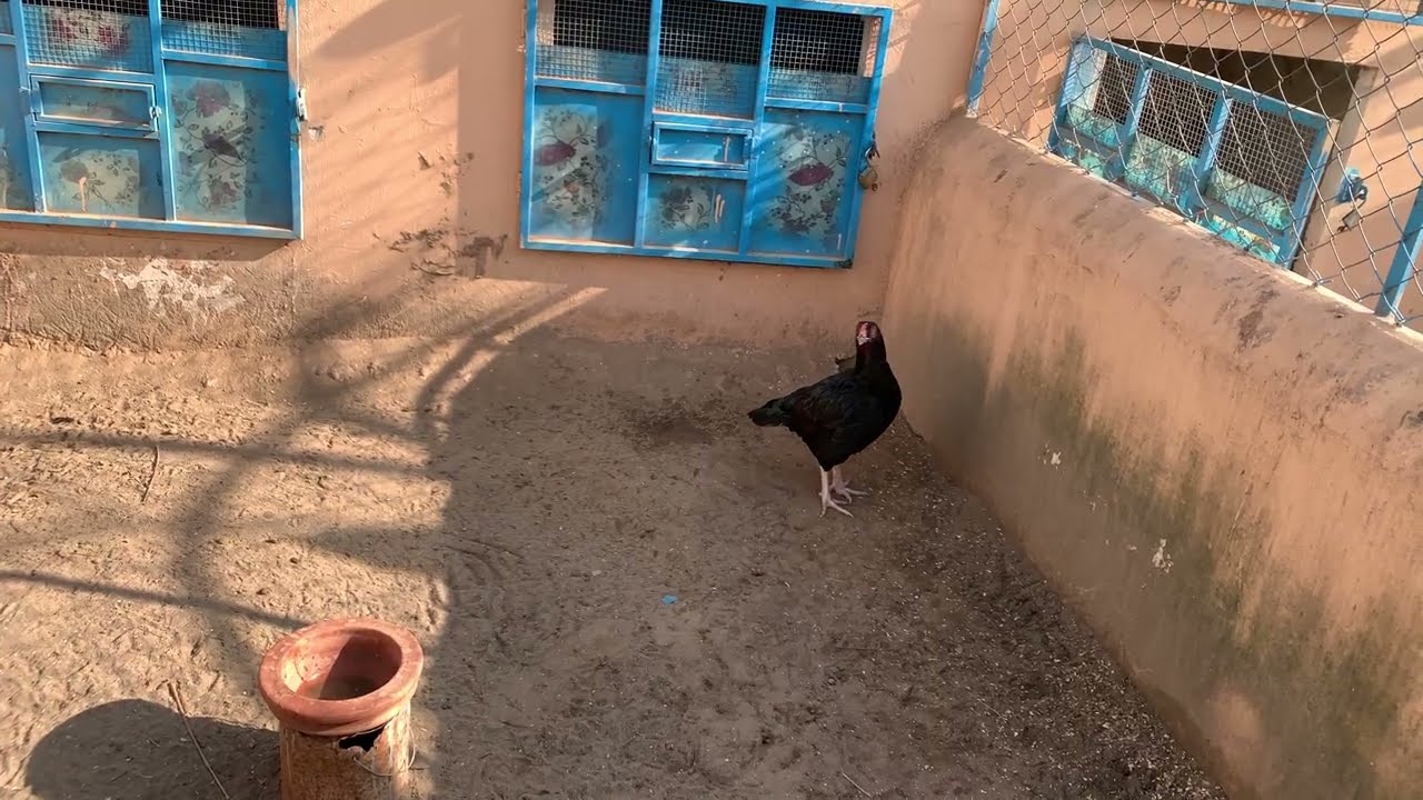 Aj bhot bara loss ho gaya || jasa Allah pak ko manzoor