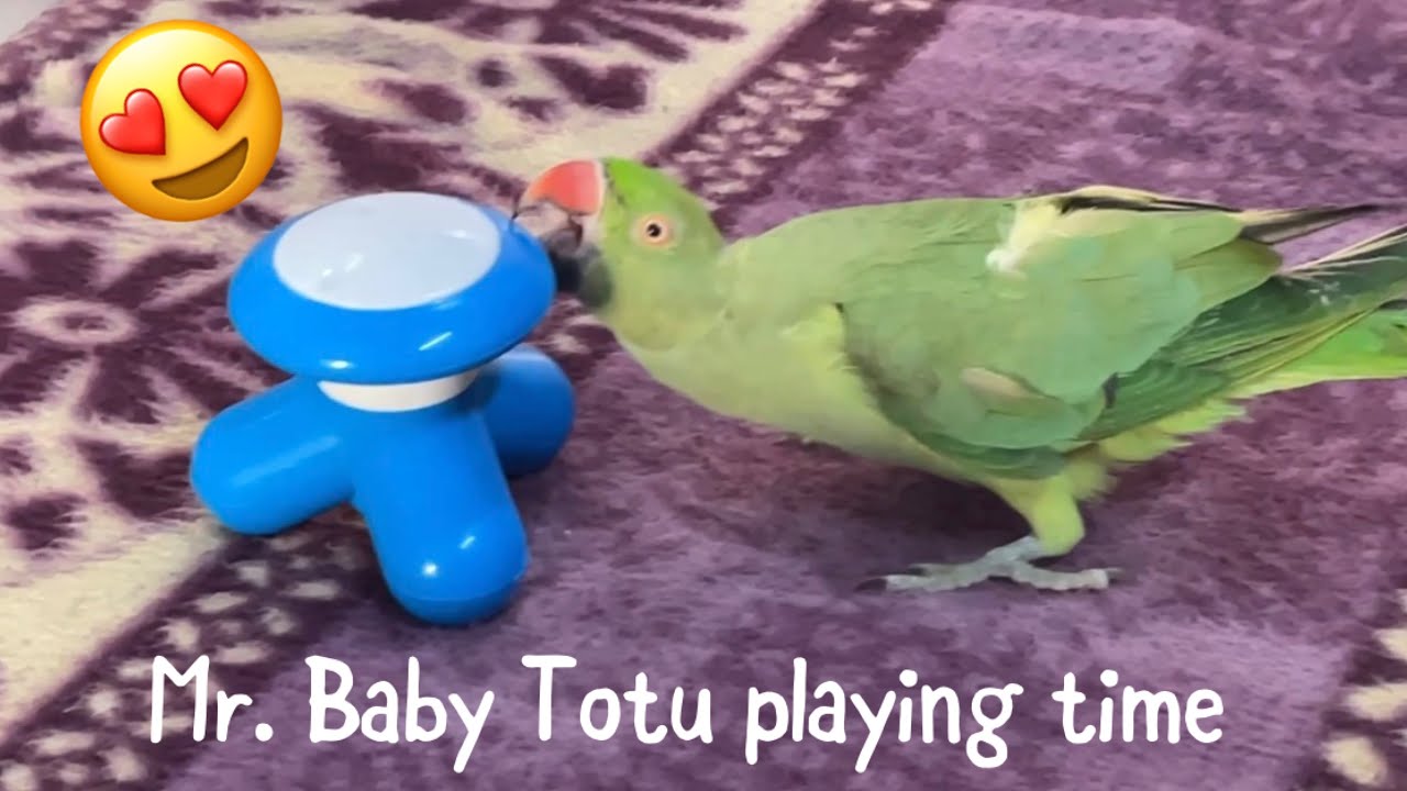 Mr. Baby Totu pade camera ke peeche🤣| Mr. Baby Totu | Fizi’s World