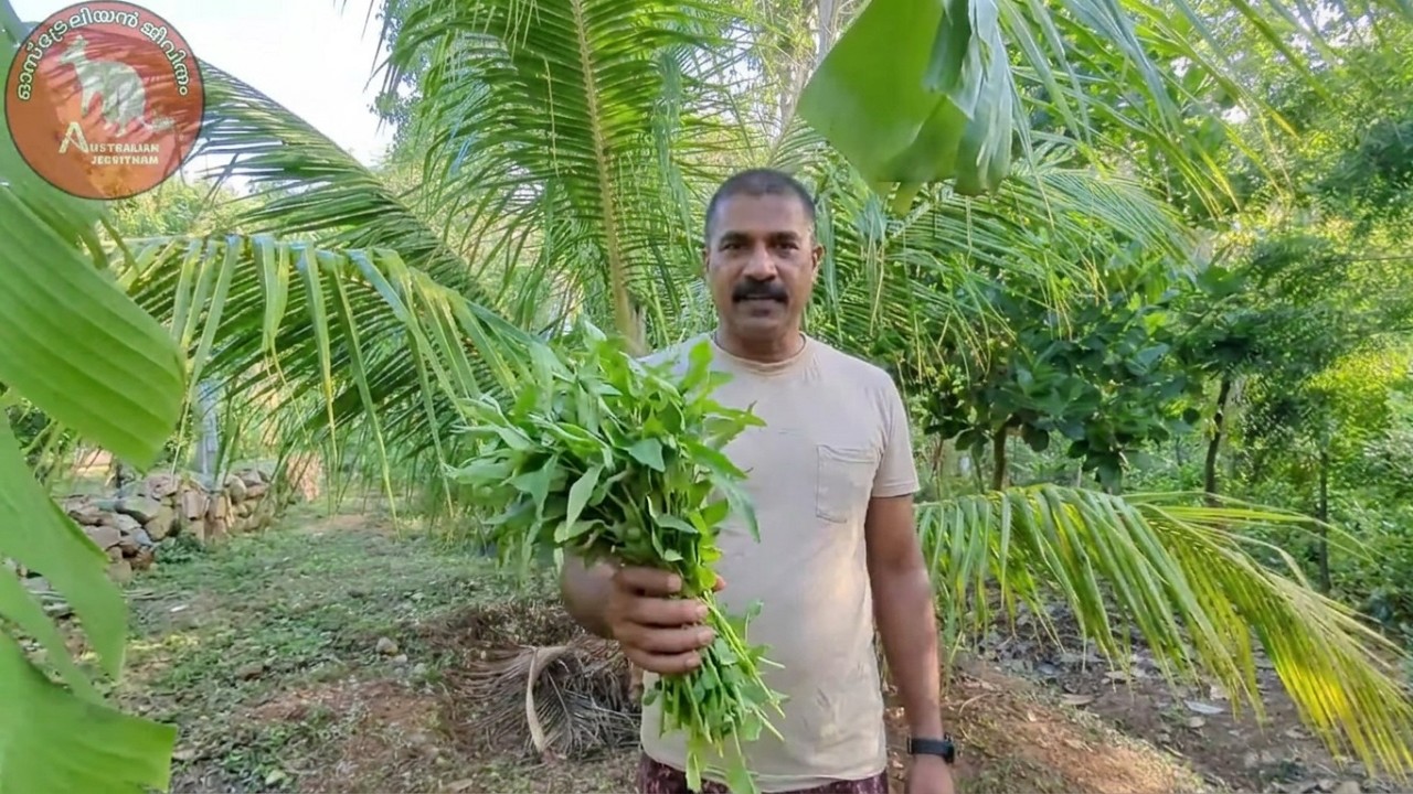 ഈ അധ്വാനം കാണാതെ പോകരുത്  #australianjeevitham #krishi
