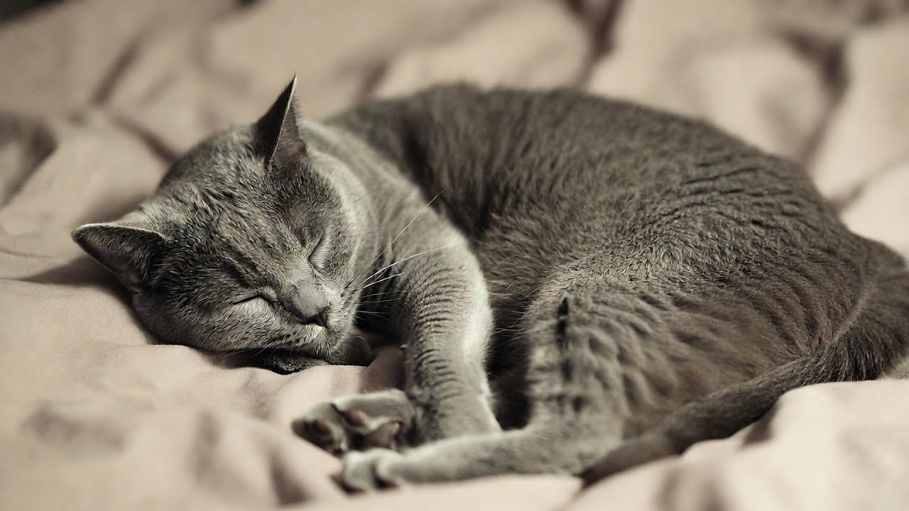 LIVE Peaceful Kitten Nap Video for Stress Relief 😌 | Season 11