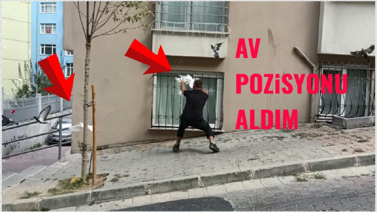 Yabani Güvercinler Arasında Kaçak Sürüsü.! ( Av Pozisyonu Aldım.! )