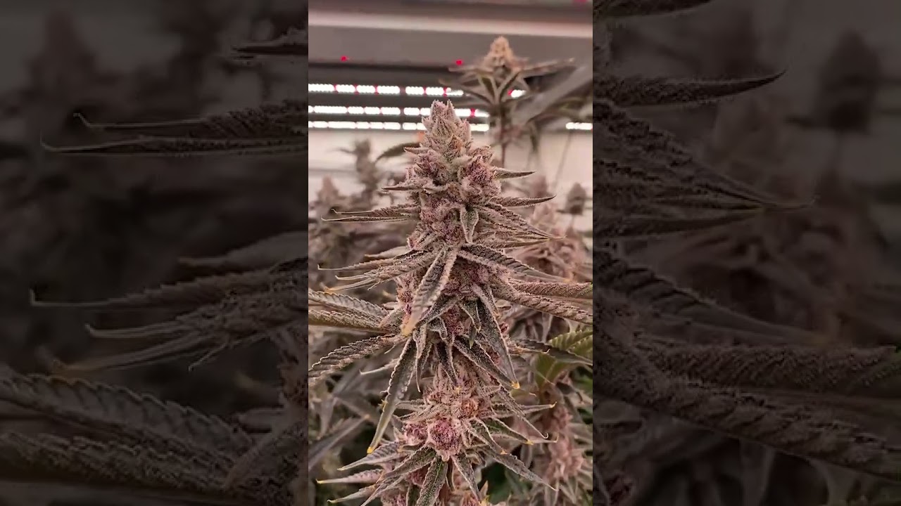 High Efficient LED Grow Lights for Indoor Cannabis | Matrix M6 645W