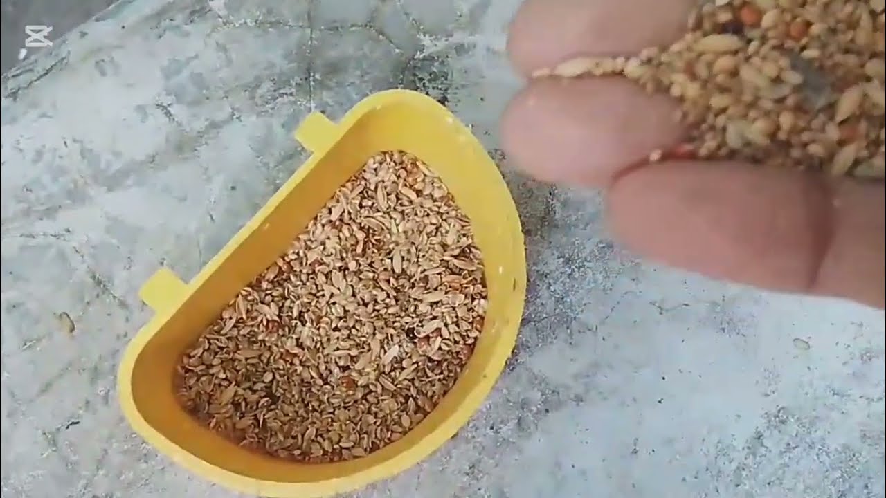 পাখি যে এভাবে  দানা বের করে খাবার খায় আগে জানতাম না,🐤Abdullahs Creative jobs.