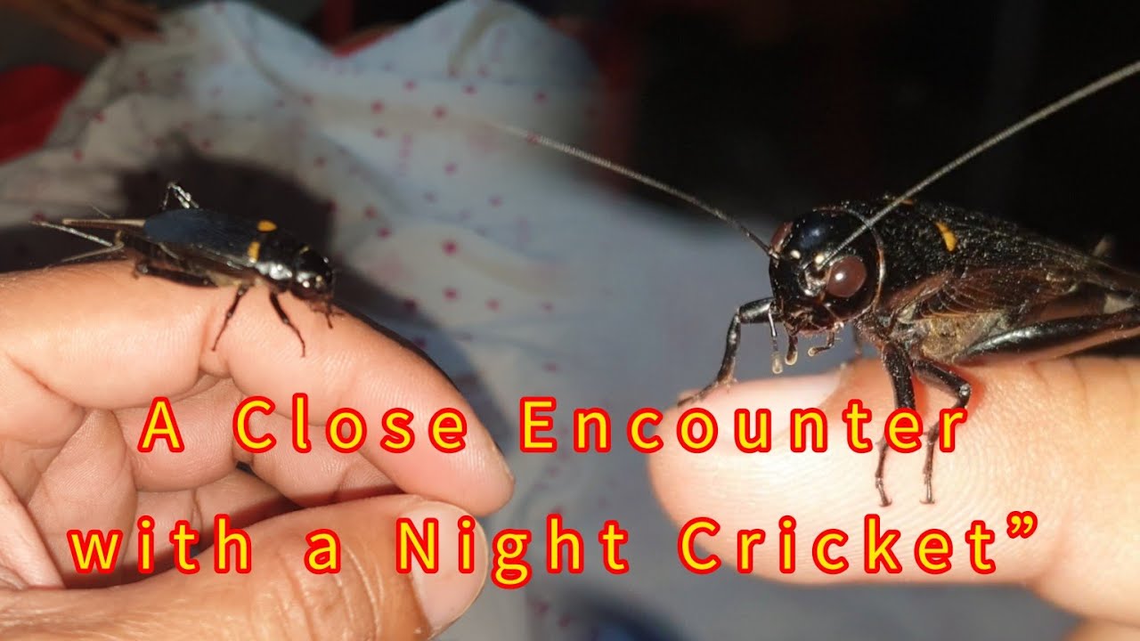 “Hands-On Nature: Night Cricket Moment” 