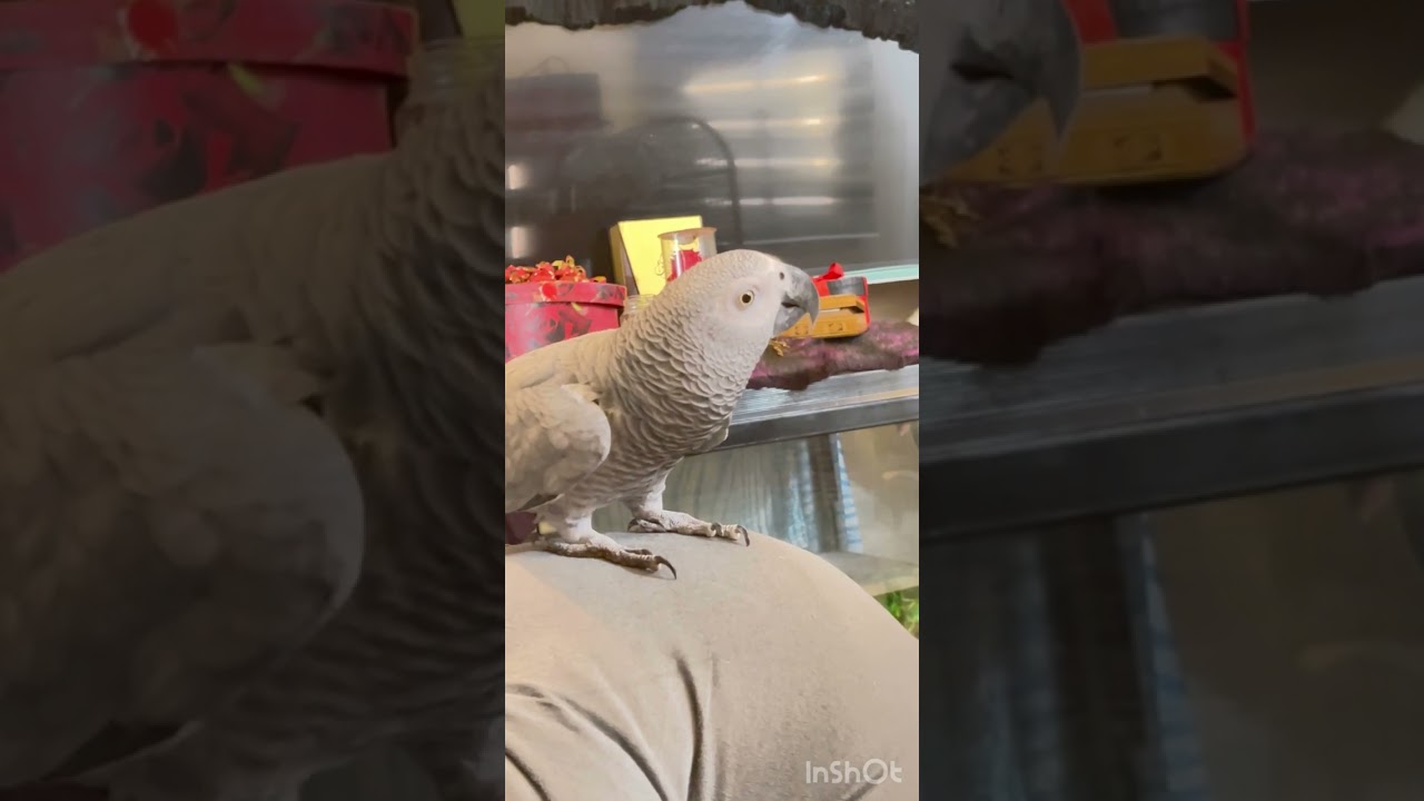 تصفير رائع الكاسكو