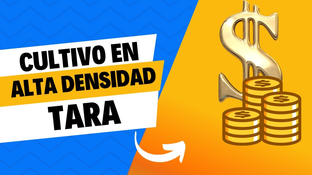 CUTIVO EN ALTA DENSIDAD❤️ | TARA 2024