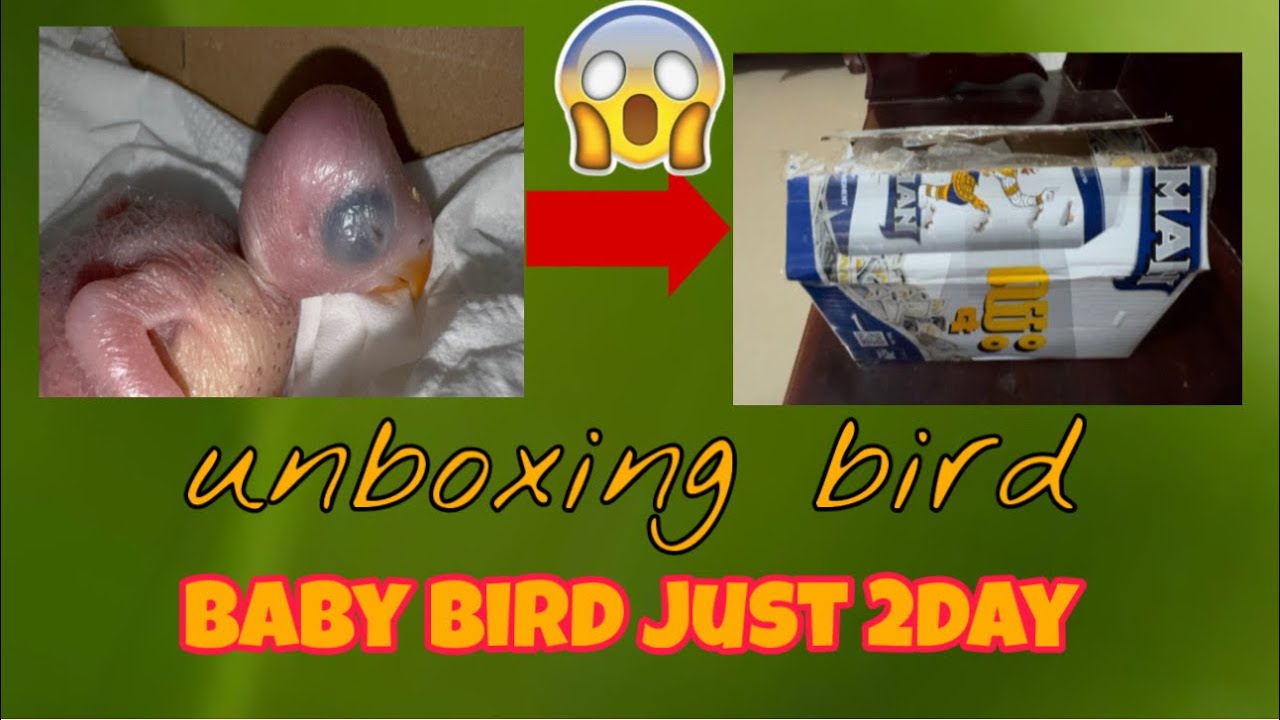 2day ! Baby bird just 2day old so cute❤️️🌿 