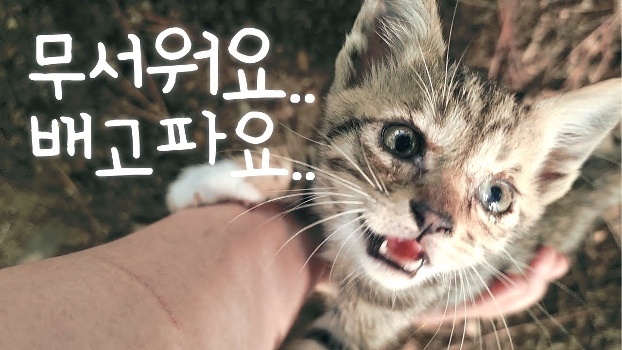 바짓가랑이잡고 우는 새끼고양이와 그 다음날 생긴 일..
