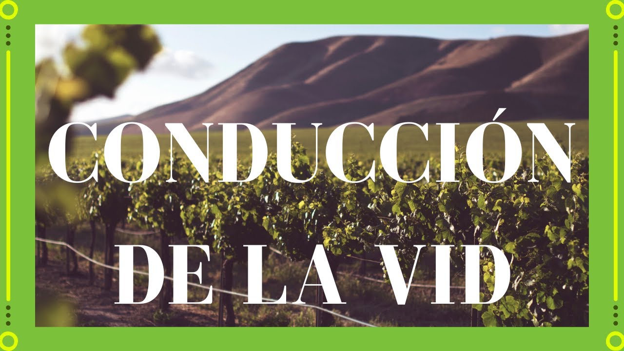 ¡✔CONDUCCIÓN de la VID!🌱 [COMPLETO✅]▶[EXPLICADO]▶[CURSO DE VINOS🍷]