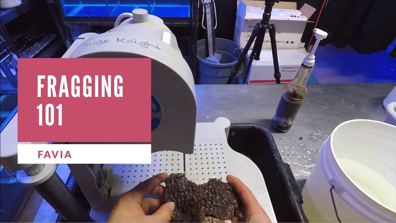 Fragging 101 | Favia Brain Coral