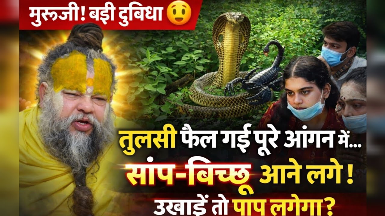 गुरुजी बड़ी दुविधा 😳 तुलसी फैल गई पूरे आंगन में सांप बिच्छू आने लगे उखाड़े तो पाप लगेगा ? #youtube 