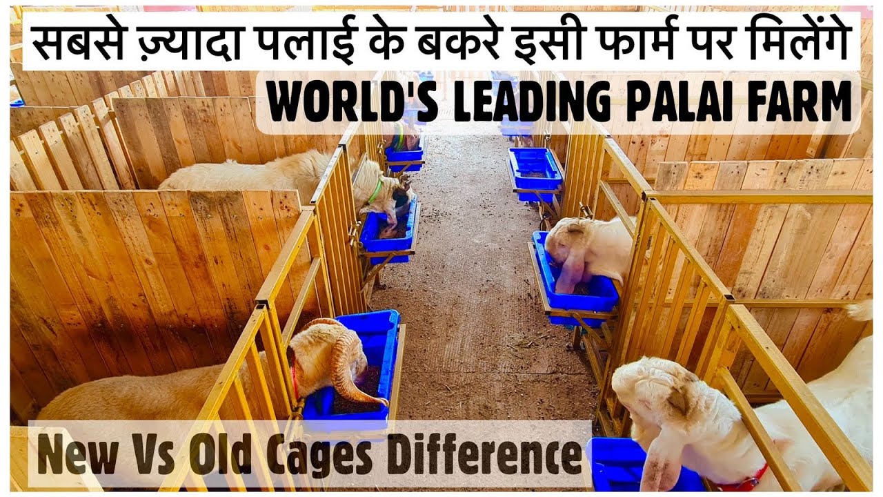 JD Goat Farm 83 New Cages | World’s Leading Farm With Most Palai Goats