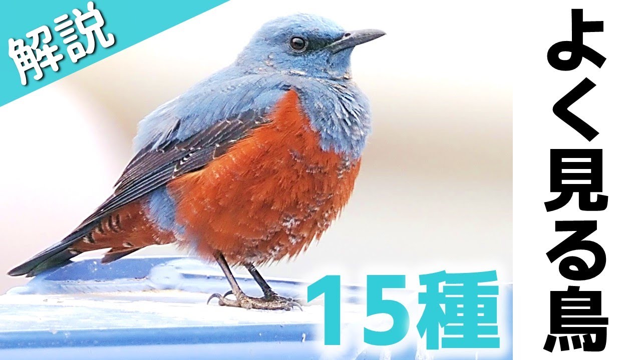 超入門！街でよく見る鳥15種【解説・鳴き声】