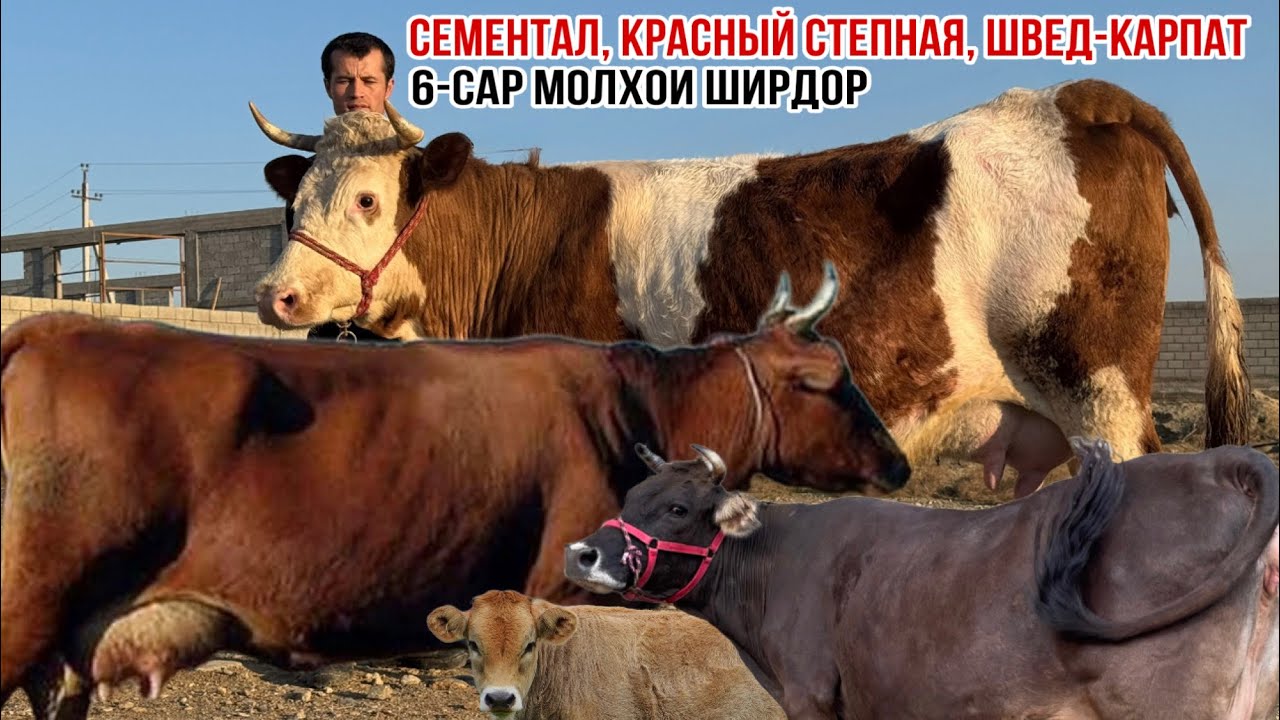 МОЛҲОИ АЛИШЕР ПАРТИЯИ НАВ 20 февраля 2026 г.
