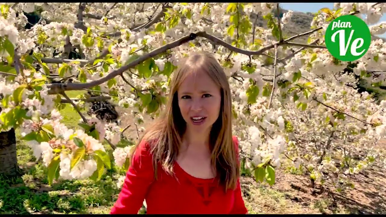 Cerezo en flor Valle del Jerte Extremadura