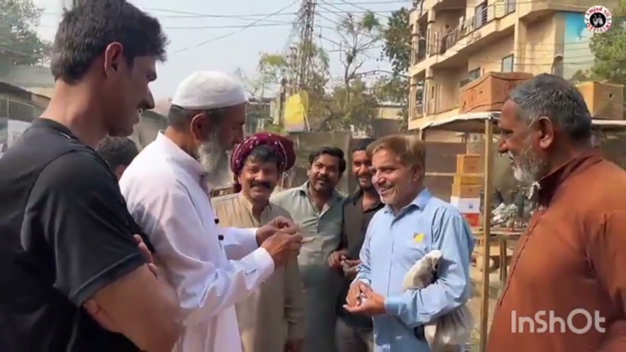 Lahore lari ada kabootar mandi | کبوتر منڈی | #amjadaliofficial #kabootarmandi #teddykabotar #pigeon