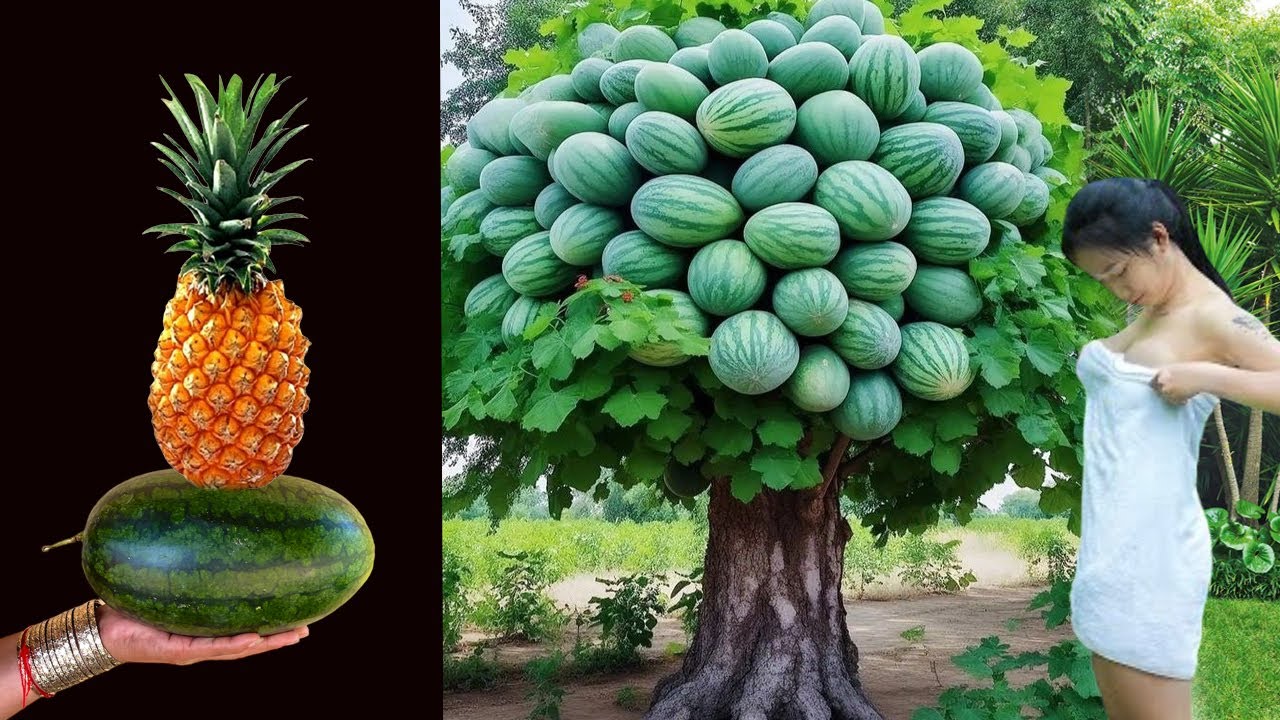 Amazing Grafting: How to Growing Pineapple tree With Watermelon By best and strange technique