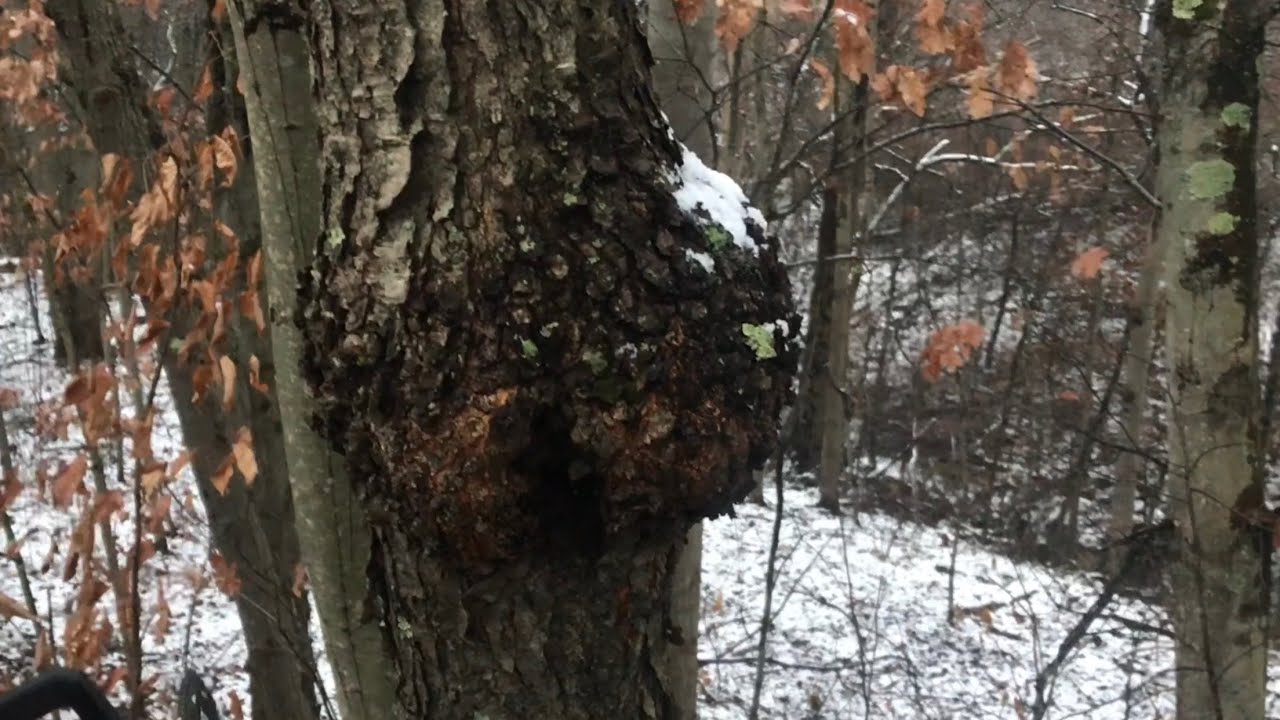 What&rsquo;s INSIDE this burl (hanging off the tree)