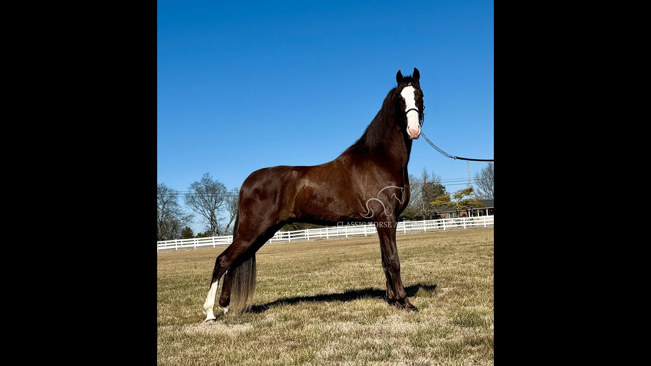 MAYBACH www.classichorseauction.com