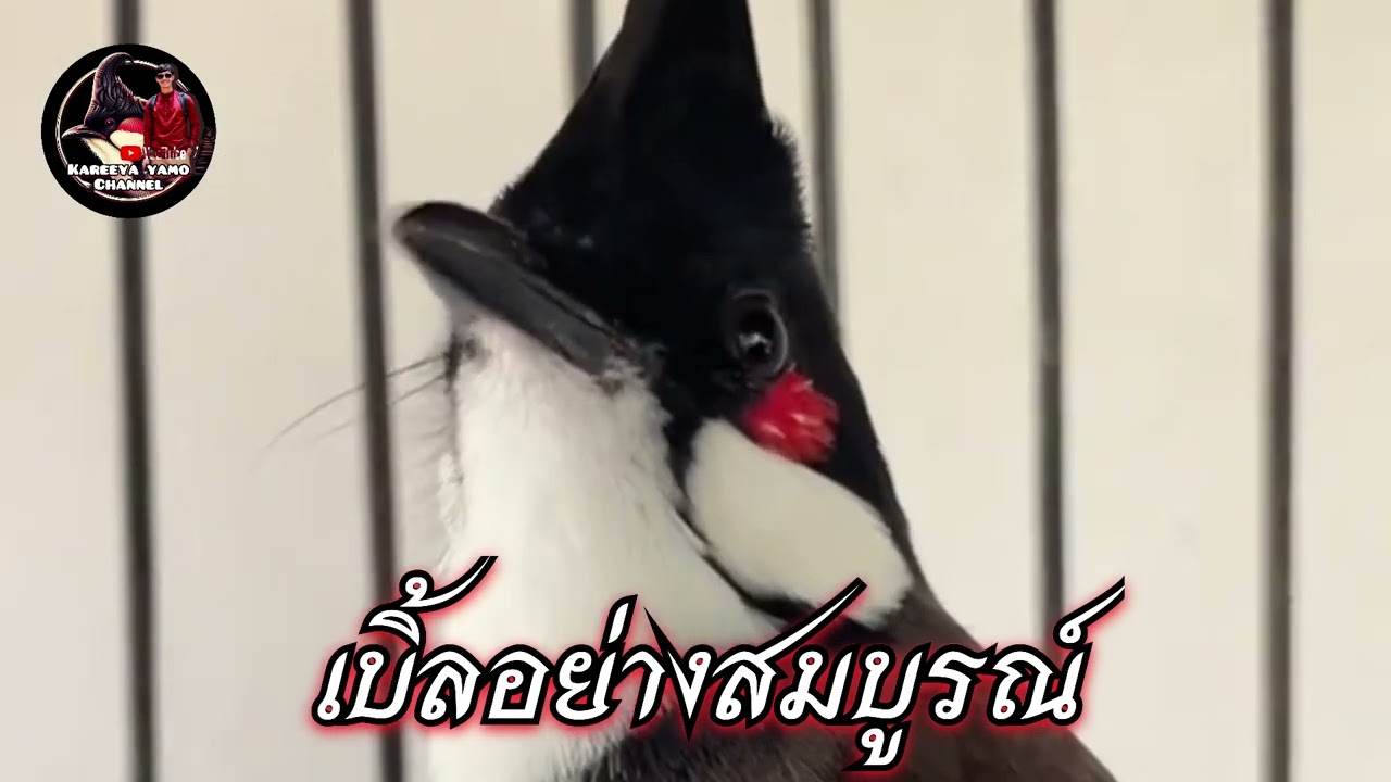 นกกรงหัวจุกเบิ้ล เบิ้ลอย่างสมบูรณ์