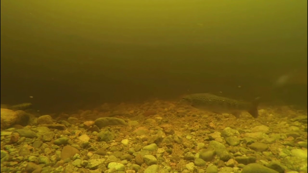 LOCH NESS - enorm varelse sedd p&aring; undervattenskamera