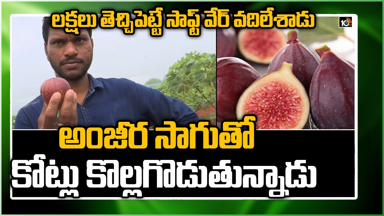 లక్షలు తెచ్చిపెట్టే సాఫ్ట్ వేర్ జాబ్ వదిలేశాడు... అంజీర సాగుతో కోట్లు కొల్లగొడుతున్నాడు - 10TV News