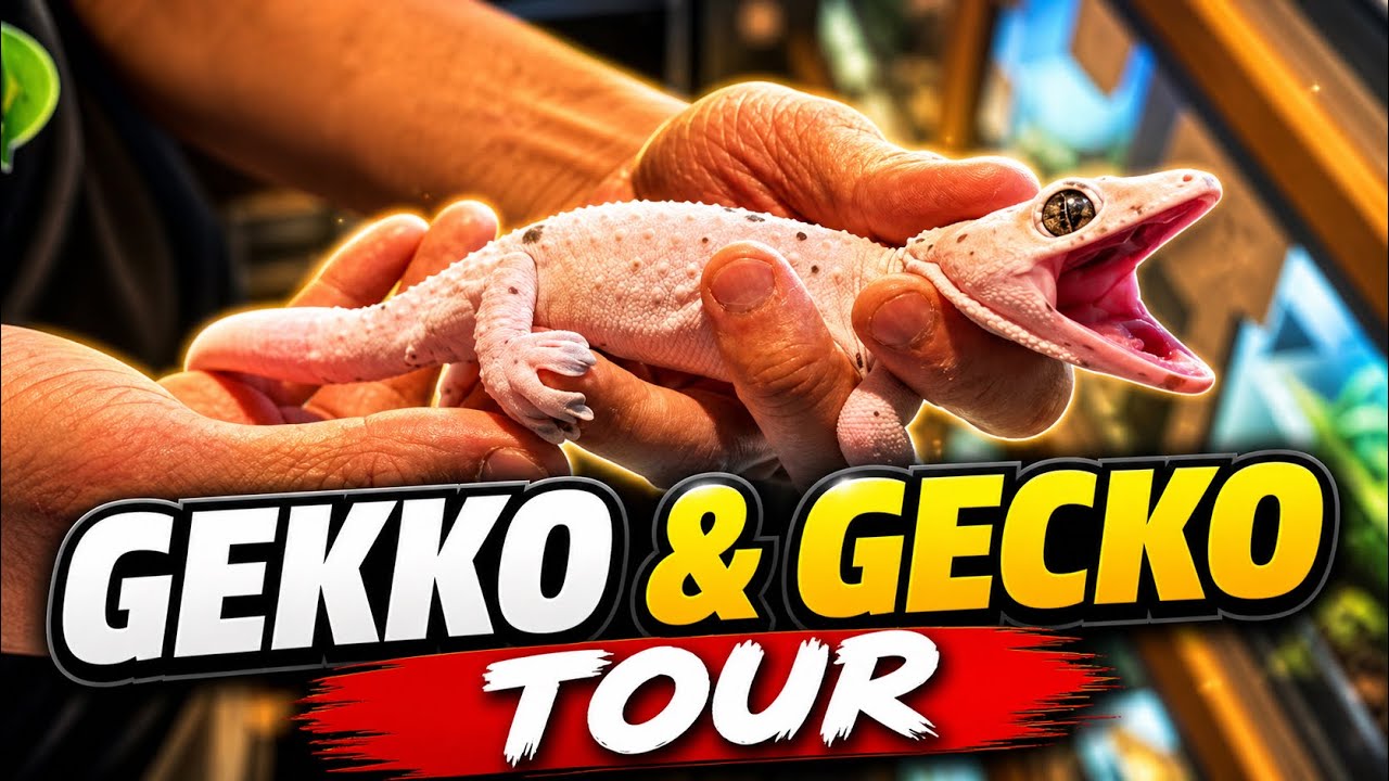 Gekko & Gecko Tour - Leachies, Tokay Gecko Morphs & More!