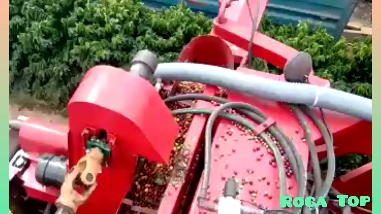 Colheita mecanizada de café.Colhedeira Case rebaixada café novo. 🚨🌱