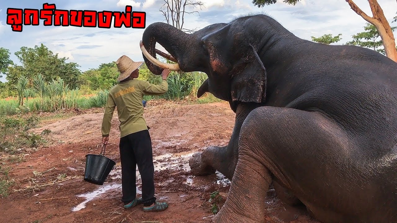 น้าเชษรักหนุ่มสุรินทร์แค่ไหน? ขนาดอยู่กับพ่อยังดื้อ ไอ้ทองเอ้ย