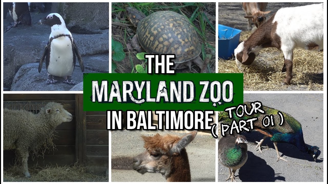 The Maryland Zoo in Baltimore -  Part 01 : Maryland Wilderness and Zoo Central | USA