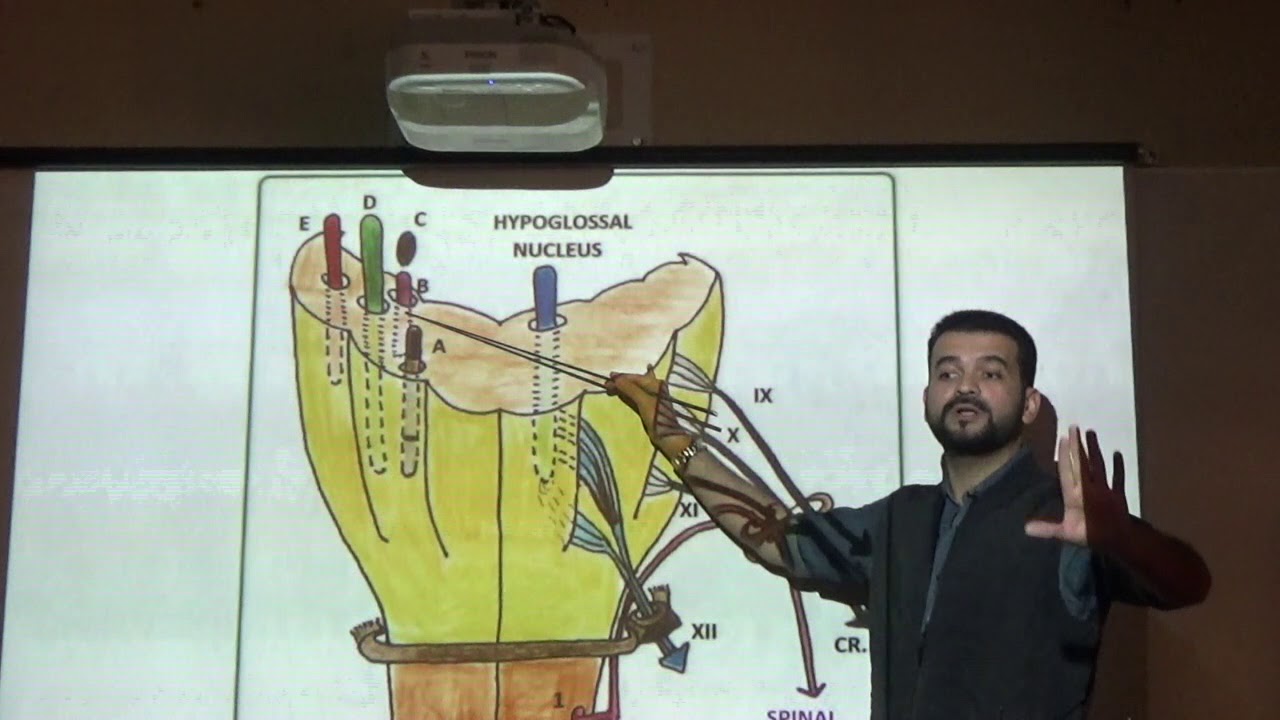 Anatomy Lecture of Cranial nerves Part 2  by Dr.Muhammad Ramadan
