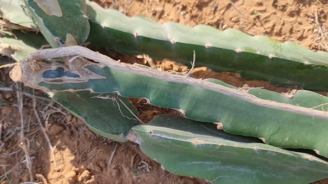 @efttunisia شاهد قوة وطول الجذور الهوائية للدراقن فروت