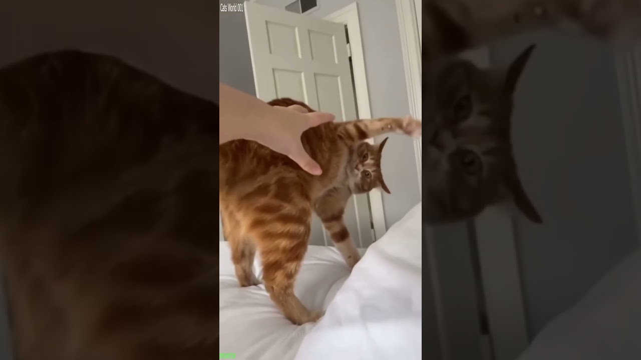 Cute Kittens 🐱 funny cats moments 🙀 # Part 9302