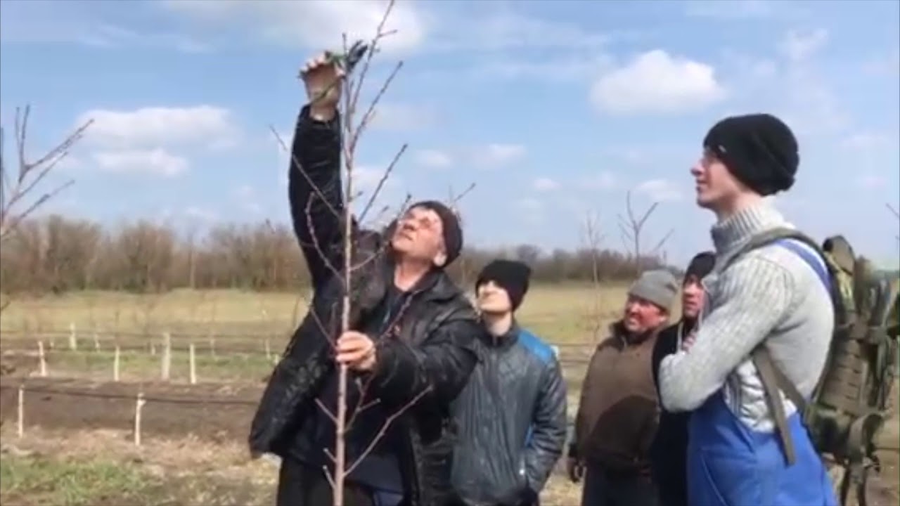 Интенсивный персиковый сад на подвое персик монжурский
