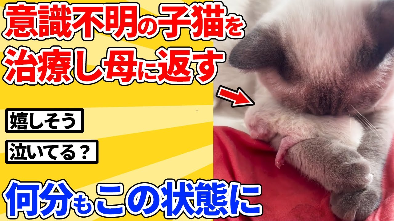 【2ch動物スレ】瀕死の子猫を病院で治療後、母猫に渡す→感情が爆発した結果